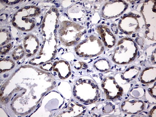 DDOST / OST48 Antibody (aa131-378, clone OTI2H1, Carrier-free)