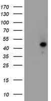 Monoclonal Mouse anti-Human SERPINA5 / PCI Antibody (clone OTI2D12, Carrier-free, IF, WB)