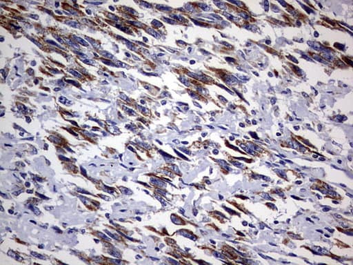 DAP3 Antibody (aa161-398, clone OTI1B12)
