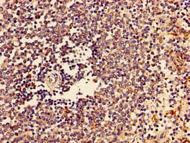 CTSZ / Cathepsin Z Antibody