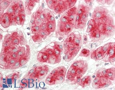 IHC-plus™ DLK1 / Pref-1 Antibody (Extracellular Domain, clone PF13-3)