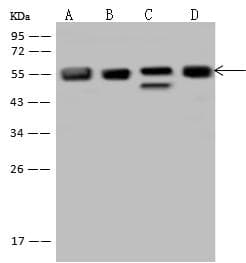 FKBP5 / FKBP51 Antibody
