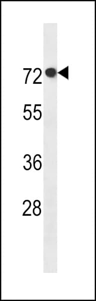 AGAP11 Antibody (aa85-111)