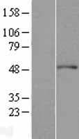 ACTR3 Protein (Over-Expression Lysate Myc-DDK (Flag))