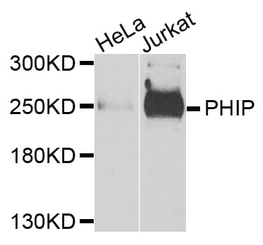 WDR11 / PHIP Antibody