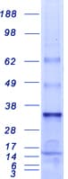 Human MED7 / CRSP9 Protein (Recombinant Myc-DDK (Flag))