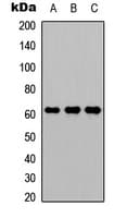 GGT1 / GGT Antibody (Internal)