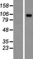 ADAMTS15 Protein (Over-Expression Lysate Myc-DDK (Flag))