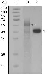 IHC-plus™ Monoclonal Mouse anti-Human PAWR / PAR4 Antibody (clone 3G9H7, IHC, WB)