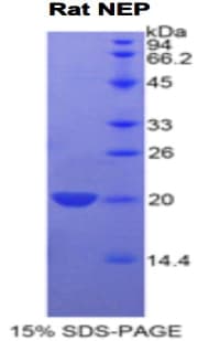 Rat MME / CD10 Protein (Recombinant His-GST)