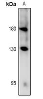 RET Antibody