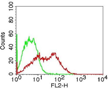 IKBKG / NEMO / IKK Gamma Antibody