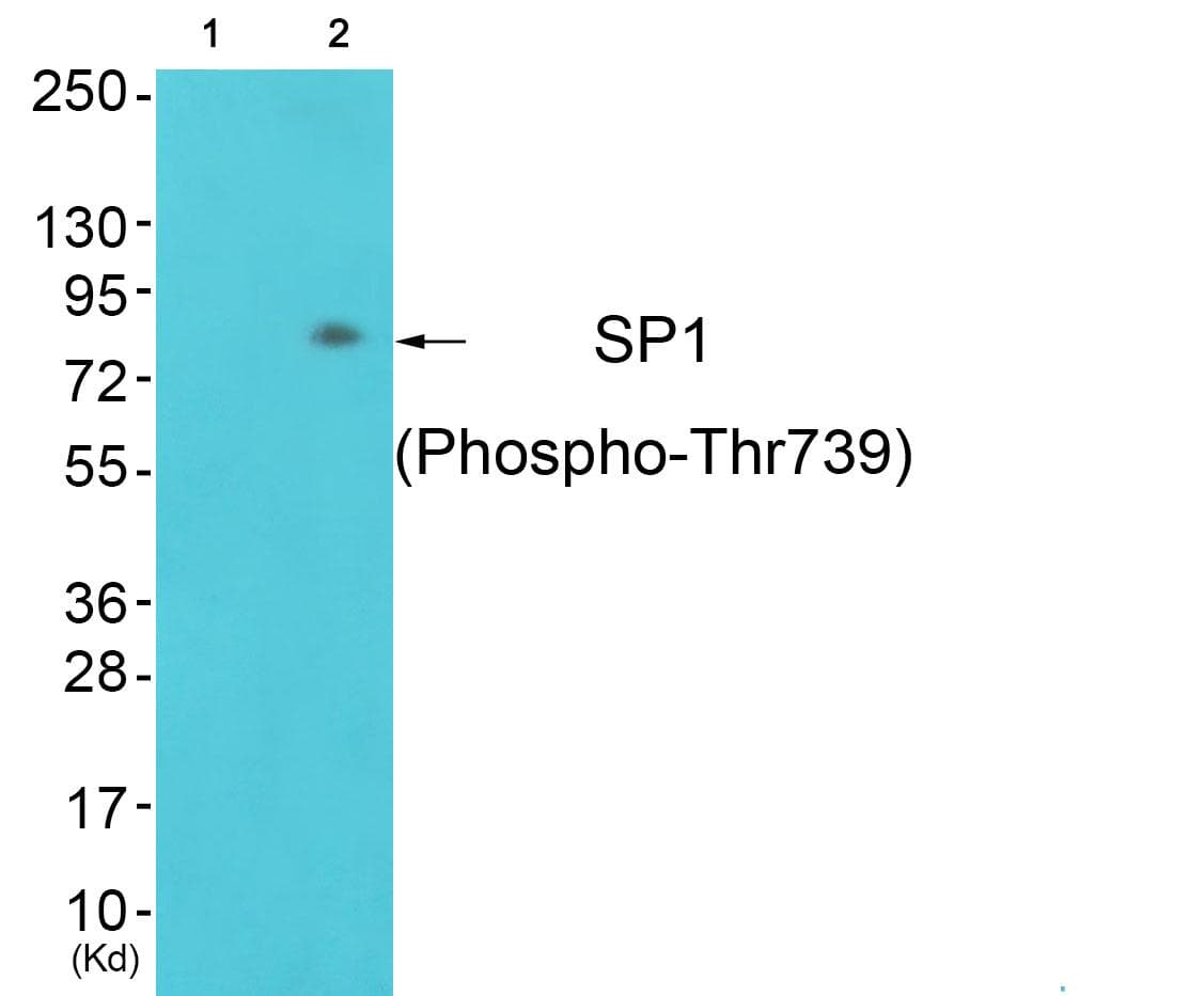SP1 Antibody (phospho-Thr739)