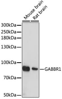 GABBR1 / GABA B Receptor 1 Antibody