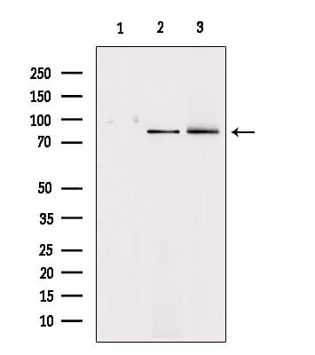 HGF / Hepatocyte Growth Factor Antibody