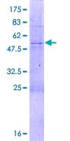 Human TEFM Protein (Recombinant GST)
