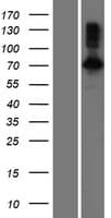 INPP5J / PIB5PA Protein (Over-Expression Lysate Myc-DDK (Flag))