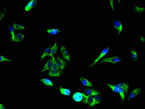UNC13C Antibody