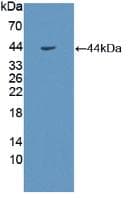 Growth Hormone Receptor / GHR Antibody (aa315-574)