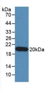 IL17A Antibody (PE)