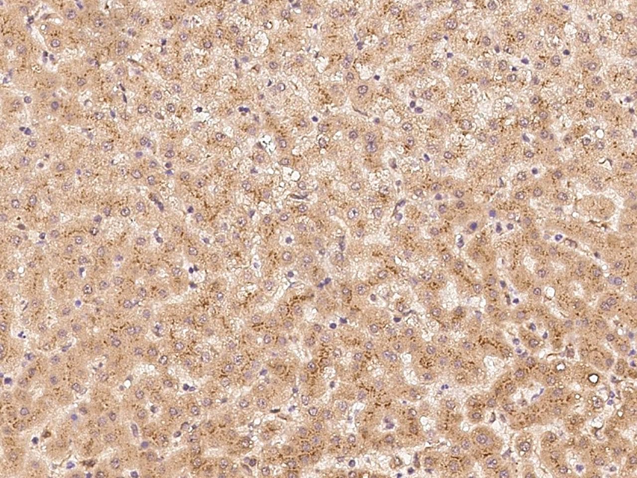 SNAP25 Antibody (Preservative Free)