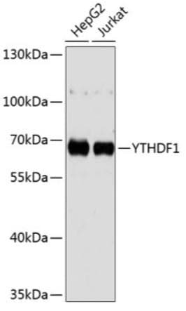 YTHDF1 Antibody