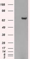 HDAC10 Antibody (clone OTI3C2)