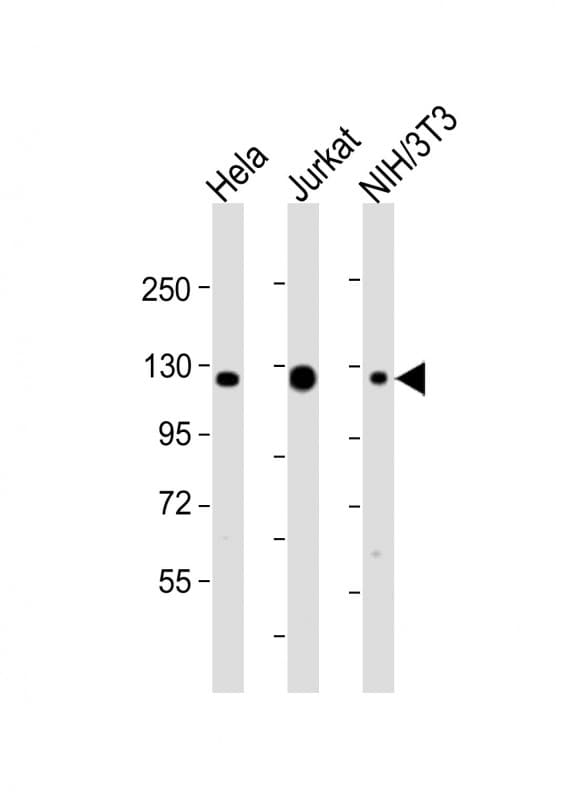 SRRT / ARS2 Antibody (aa878-910)