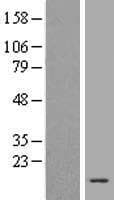 HIST4H4 Protein (Over-Expression Lysate Myc-DDK (Flag))