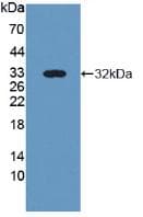 NID2 / Nidogen-2 Antibody (aa31-289, PE)