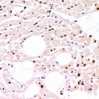 CLK4 Antibody