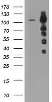 ERIC-1 / TACC3 Antibody (clone OTI8B7)