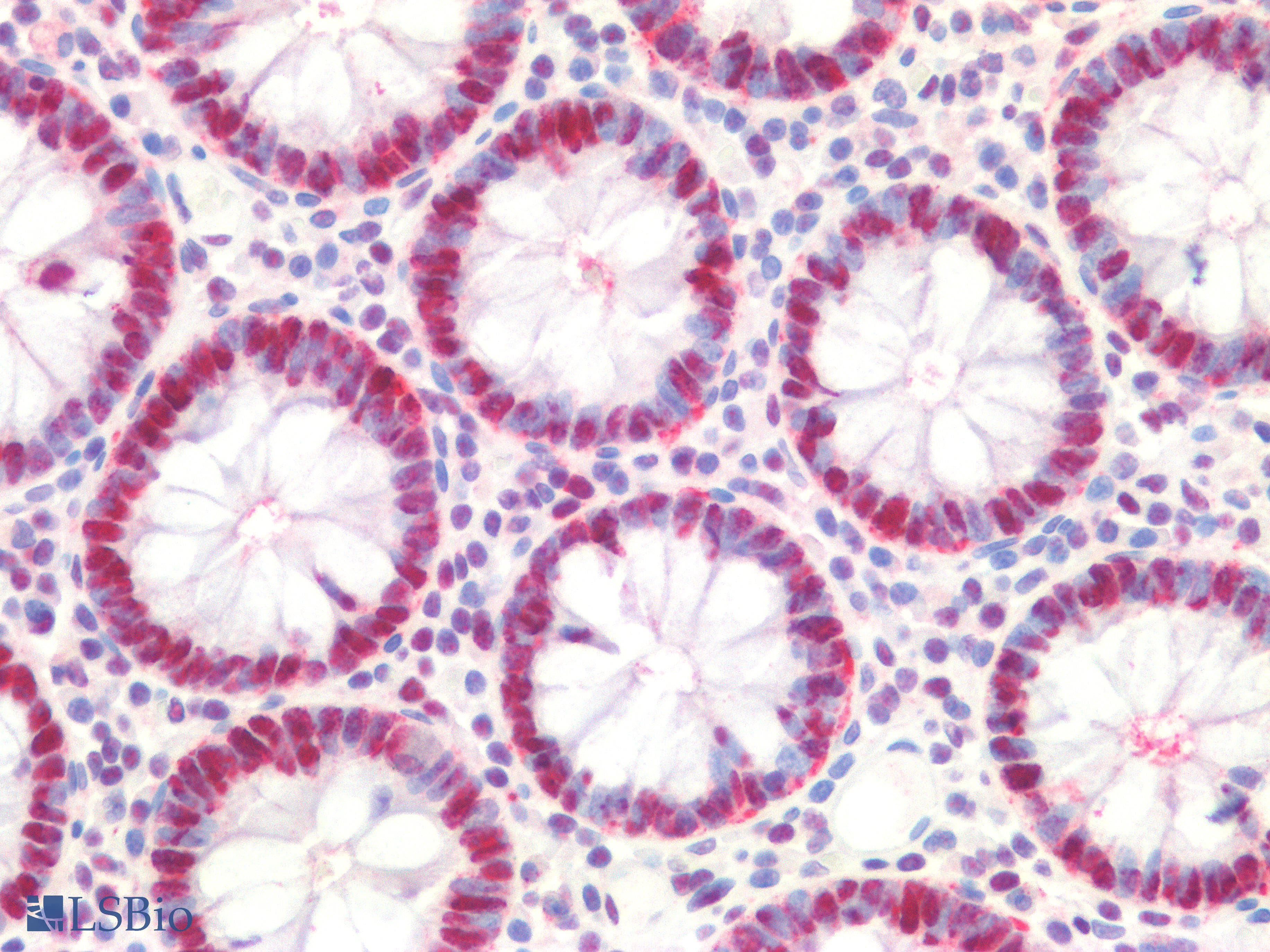 IHC-plus™ PCNA Antibody (clone PC10)
