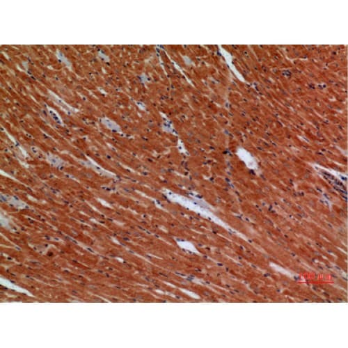 ANGPTL1 Antibody (1-50 aa, Internal)