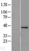 WNT2B Protein (Over-Expression Lysate Myc-DDK (Flag))