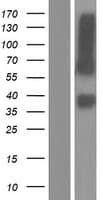 Nectin-1 / PVRL1 Protein (Over-Expression Lysate Myc-DDK (Flag))