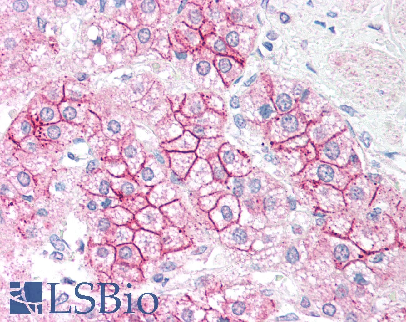 IHC-plus™ AKT1 Antibody