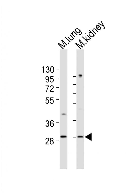HOXB4 Antibody (aa218-252)