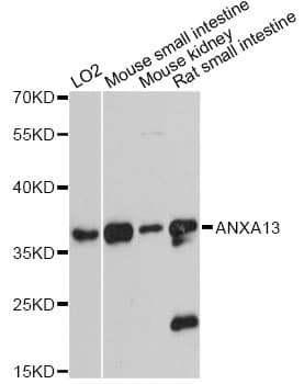 ANXA13 / Annexin XIII Antibody