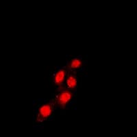 Polyclonal Rabbit anti-Human TEAD1 Antibody (Internal, IF, WB)