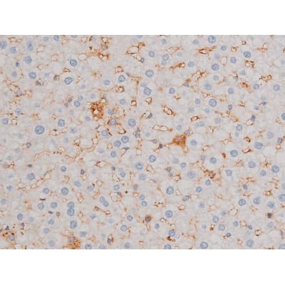 CDC25A Antibody (phospho-Ser75)