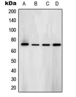 SYK Antibody (phospho-Tyr323)