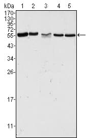 PAK2 Antibody (clone 3B5)
