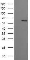 CCT8L2 Antibody (clone OTI1C1)