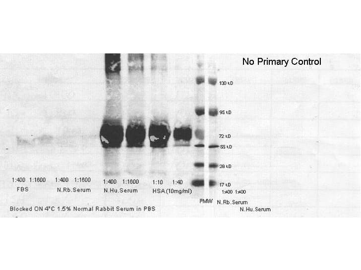 ALB / Serum Albumin Antibody (HRP)