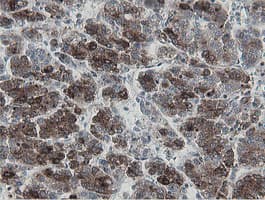 MIPEP Antibody (aa174-516, clone OTI3F8, Carrier-free)