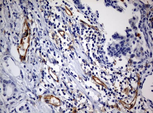 Monoclonal Mouse anti-Human PECAM-1 / CD31 Antibody (clone UMAB31, IHC, WB)