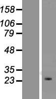 KCNIP4 / KCHIP4 Protein (Over-Expression Lysate Myc-DDK (Flag))
