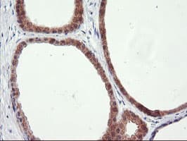 RGS16 Antibody (clone OTI4E5)