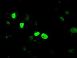 KDM4C / JMJD2C Antibody (clone OTI4B1)